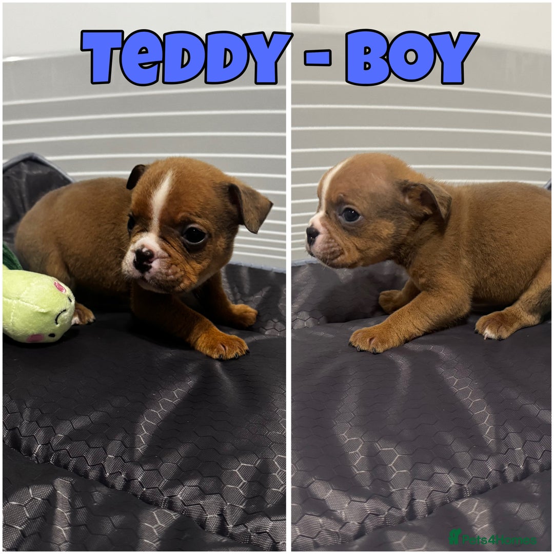 Olde English Bulldogge dogs for sale: Old English bulldog pups { READY TO LEAVE} - Image 12