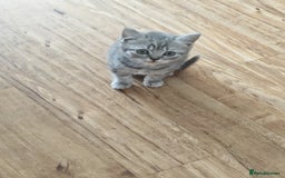 British Shorthair cats for sale: Pedigree British Shorthair kittens - Image 5