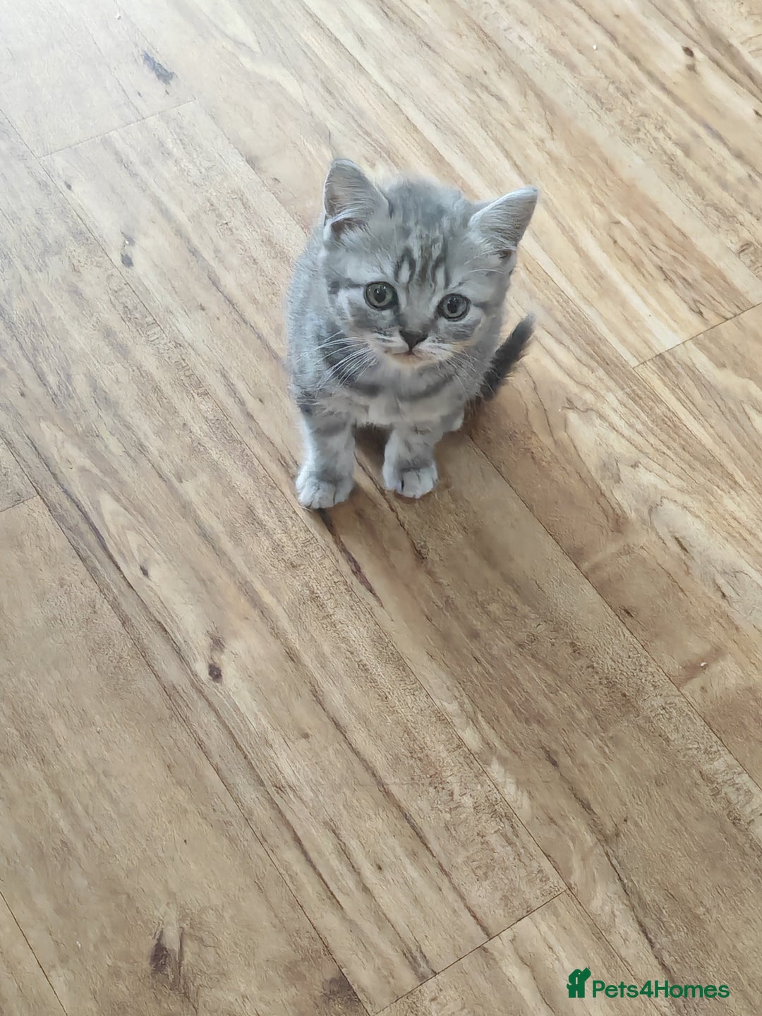 British Shorthair cats for sale: Pedigree British Shorthair kittens - Image 5