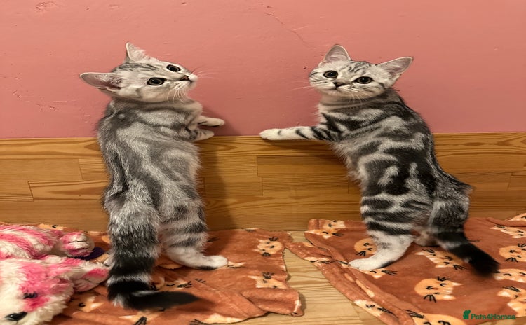 British Shorthair cats - Advert 9
