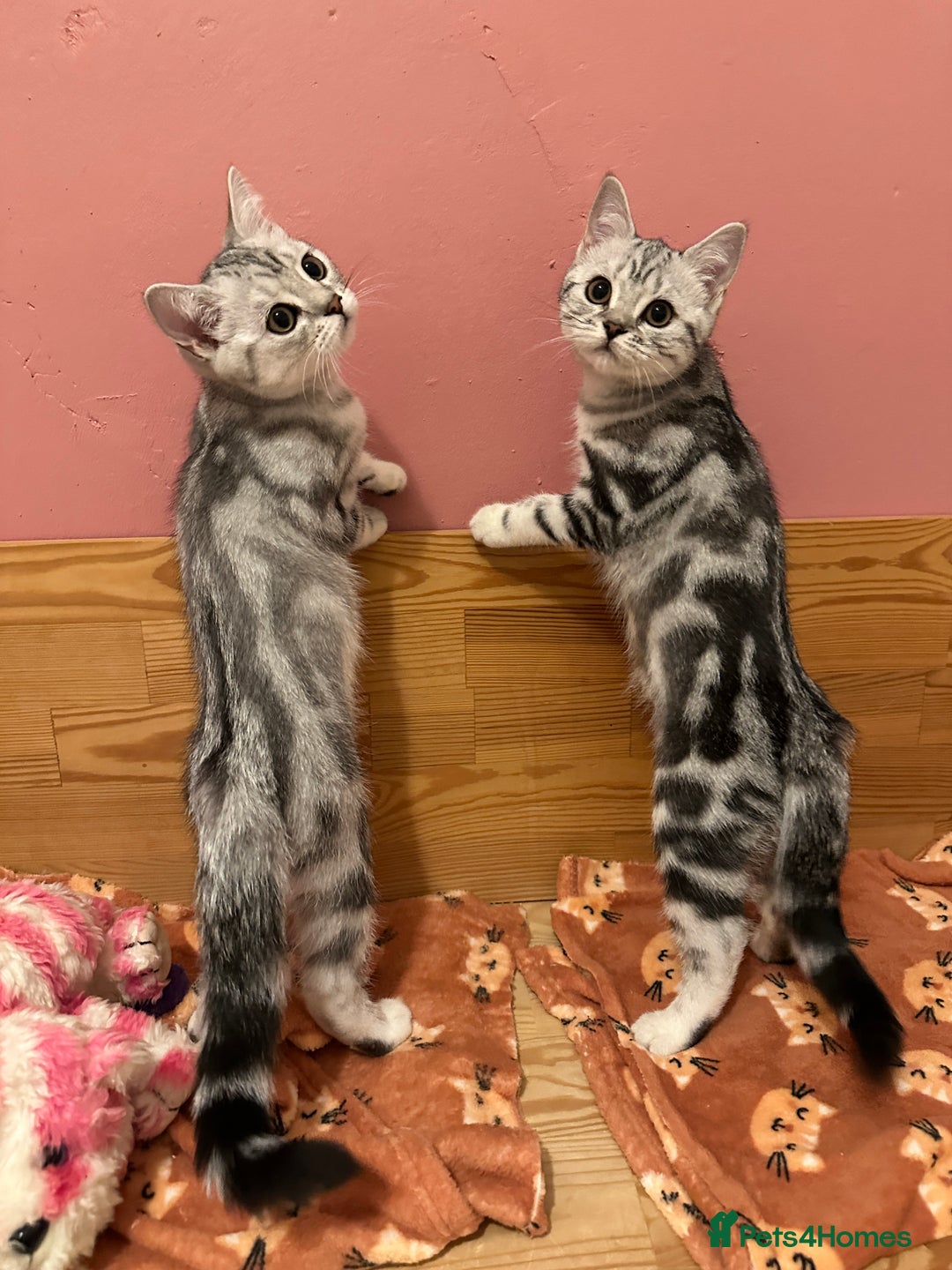 British Shorthair cats for sale: Silver Tabby BSH GCCF registered Kittens - Image 1