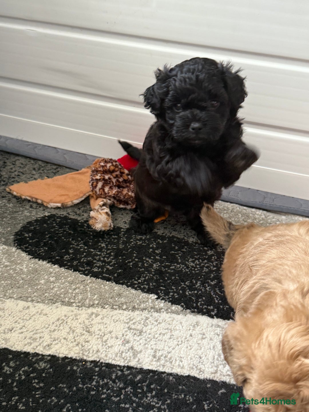Maltipoo dogs for sale: Outstanding Malshipoo puppies - Image 34
