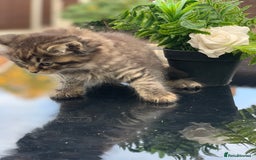 Toyger cats for sale: Tabby kittens  - Image 9
