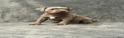 Staffordshire Bull Terrier dogs for sale: Blue Staffordshire Bull Terrier Puppies - Advert 8