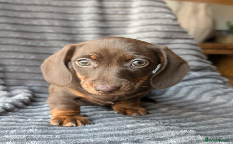 Miniature Dachshund dogs Genuine Miniature Dachshund Puppies -only two left - Advert 12