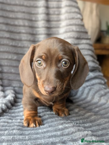 Miniature Dachshund dogs Genuine Miniature Dachshund Puppies -only two left - Advert 3
