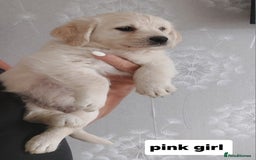 Labradoodle dogs for sale: Beautiful labradoodle pups  - Image 2