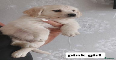 Labradoodle dogs - Advert 1