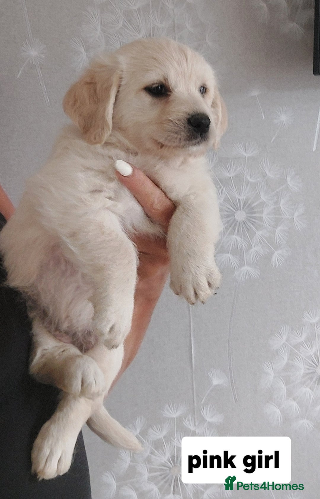 Labradoodle dogs for sale: Beautiful labradoodle pups  - Image 2