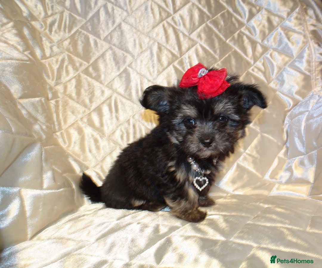 Maltese dogs for sale: XXXXS Tiny Maltese X Chihuahua F1 Malchi Boy Puppy - Image 1