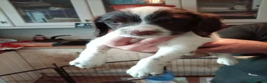 English Springer Spaniel white
