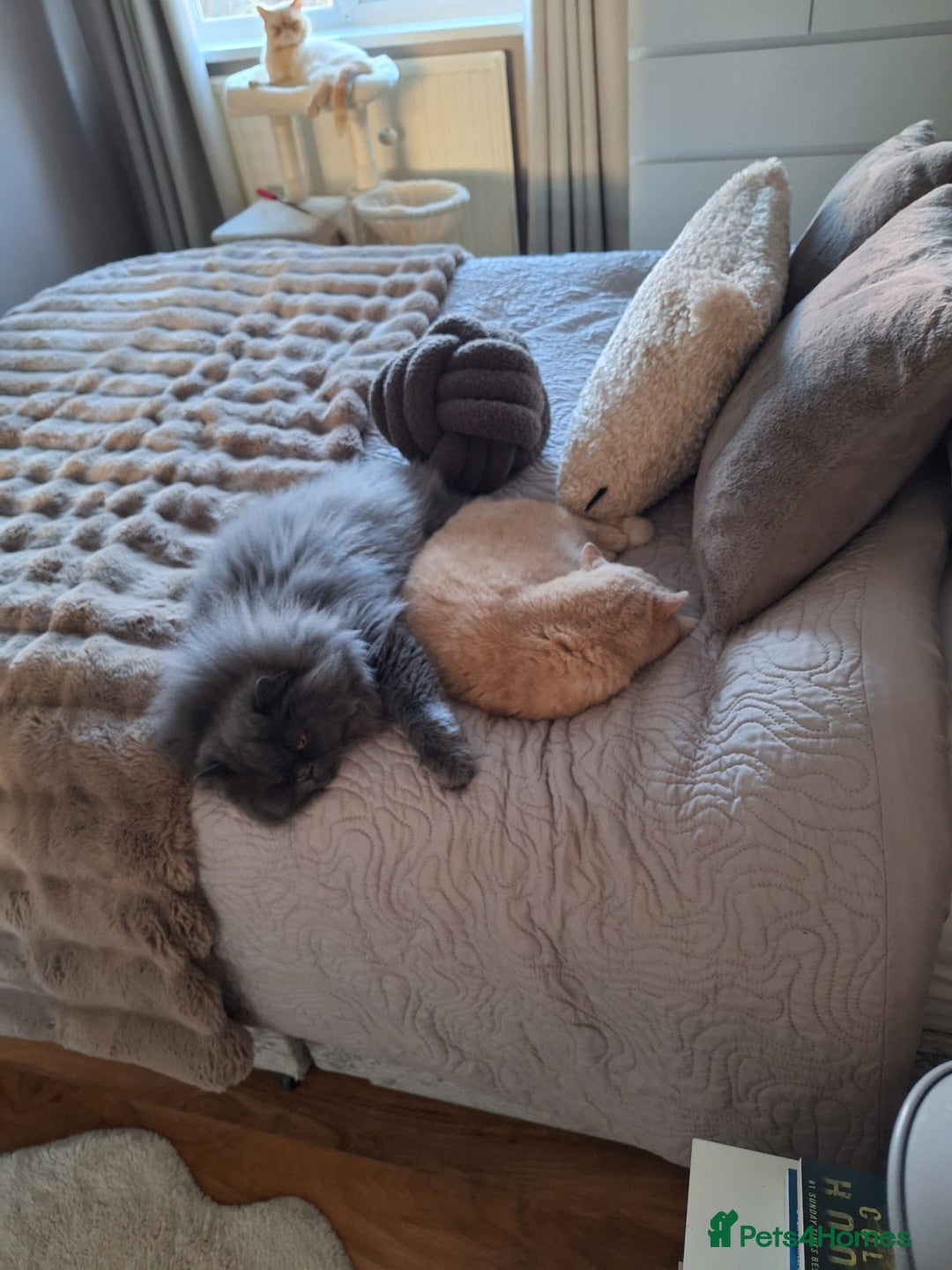 Persian cats for sale: Blue Persian male neutered  - Advert 4