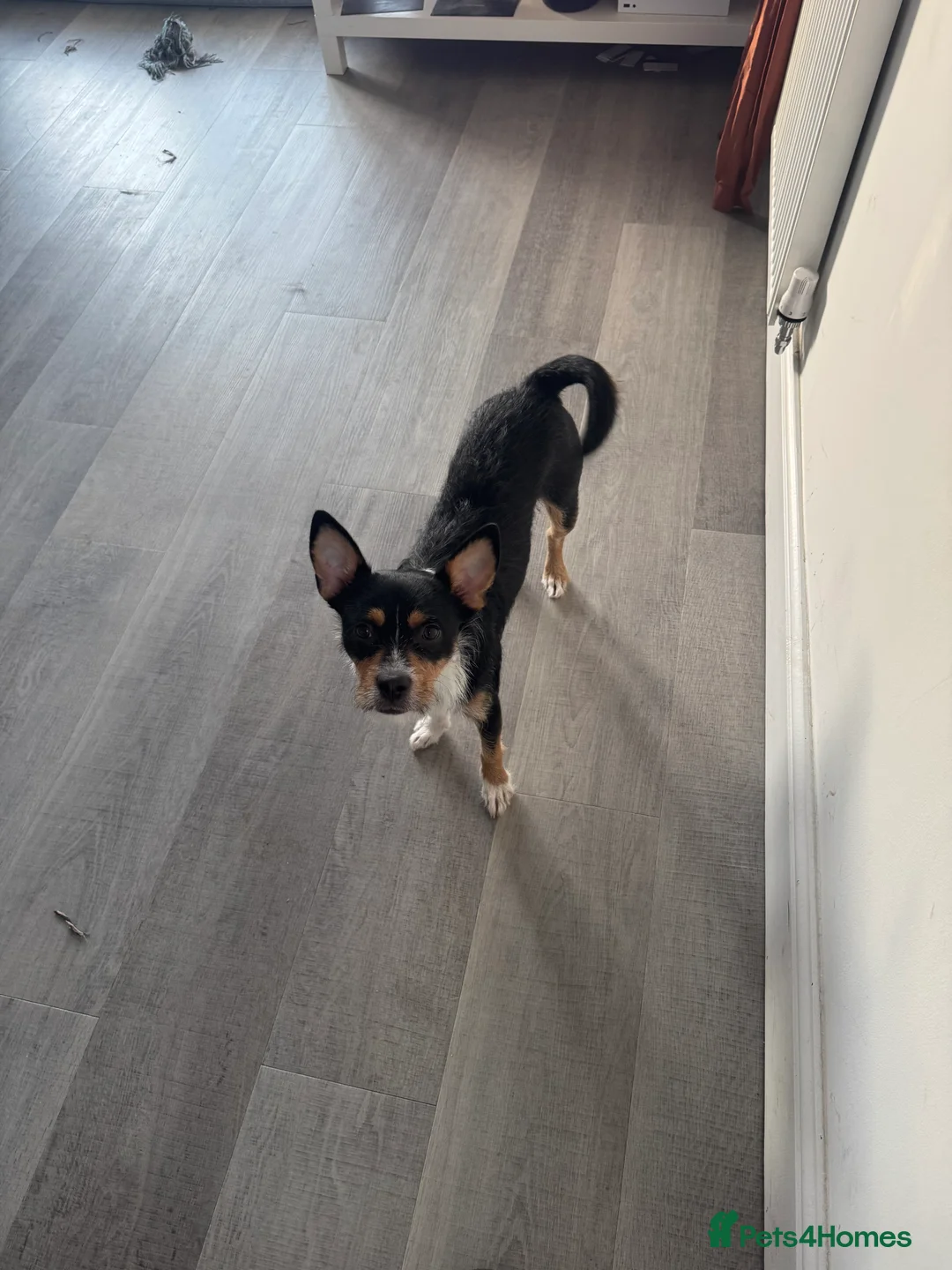 Mixed Breed dogs for sale: Needs to be rejoined  - Advert 2