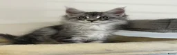 Maine Coon cats for sale:  Exceptional TICA Registered Maine Coon Kittens 🐾 - Advert 17