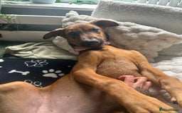 Mixed Breed dogs for sale: Rhaenyra for rehoming - Image 2