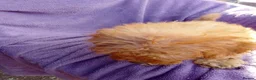 Cockapoo dogs for sale: 5 Cockapoo ready now liensed breeder  - Advert 6