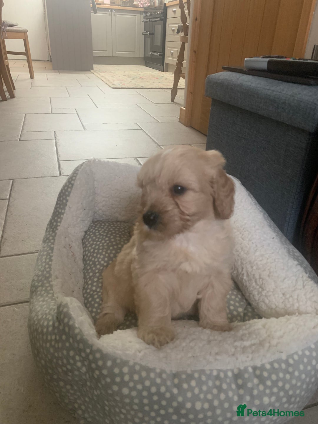 Mixed Breed dogs for sale: Cavapoo/Westiepoo - Advert 17