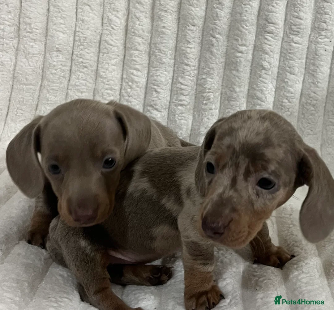 Miniature Dachshund dogs for sale: Stunning Isabella mini dachshund puppies - Advert 2