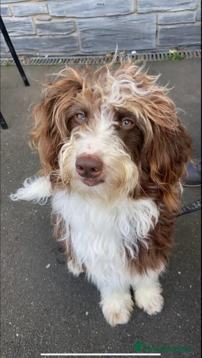 Gallery Image {{count}}