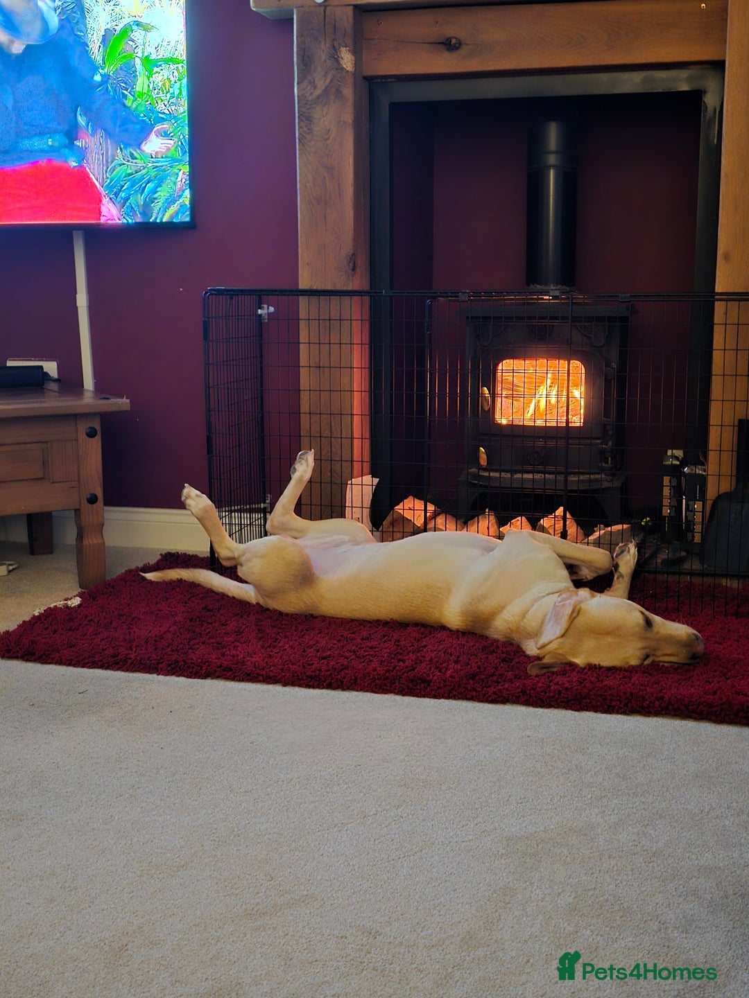 Labrador Retriever dogs for sale: Benny - Advert 3