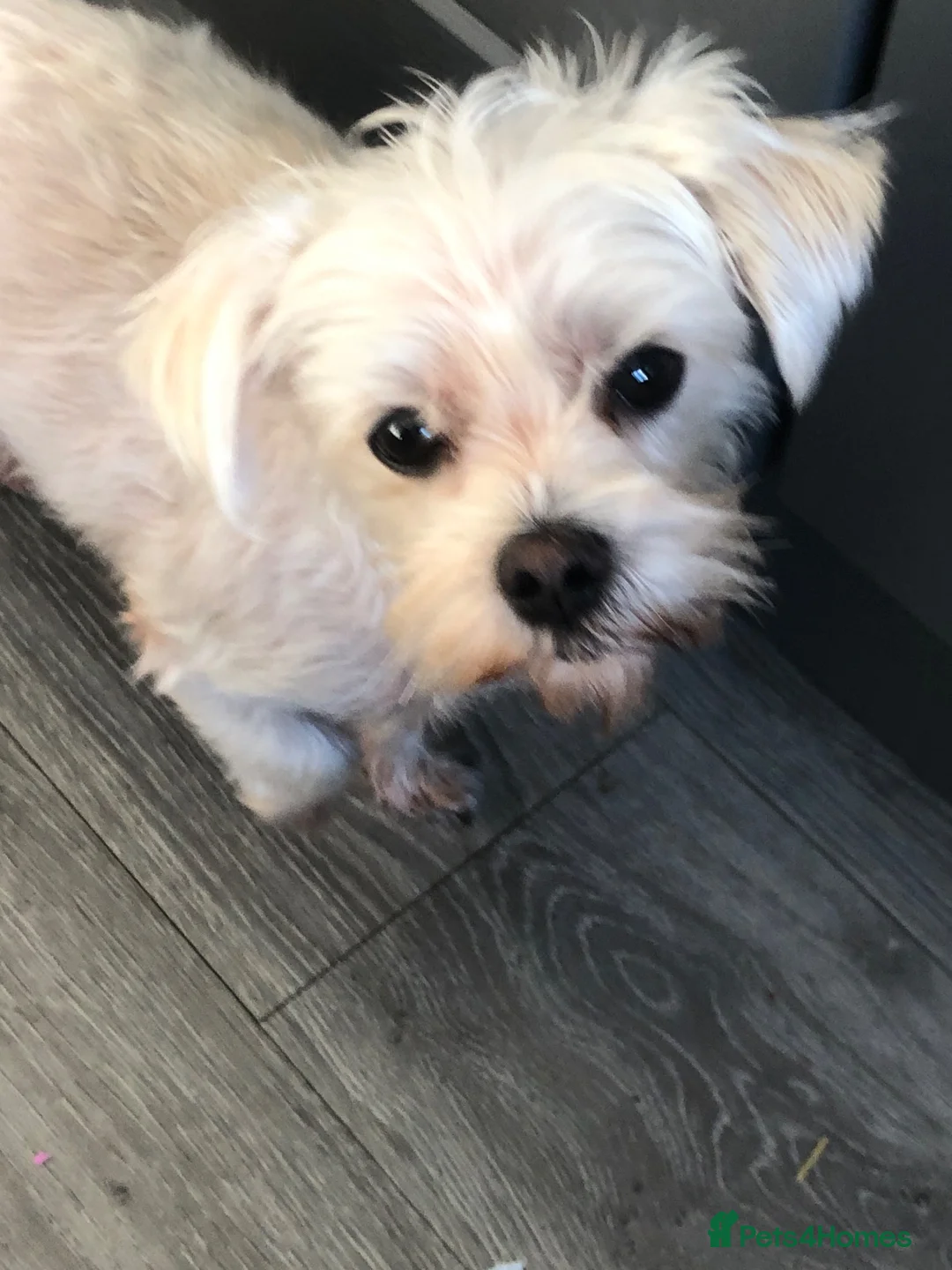 Morkie dogs for sale: Morkie  - Advert 2
