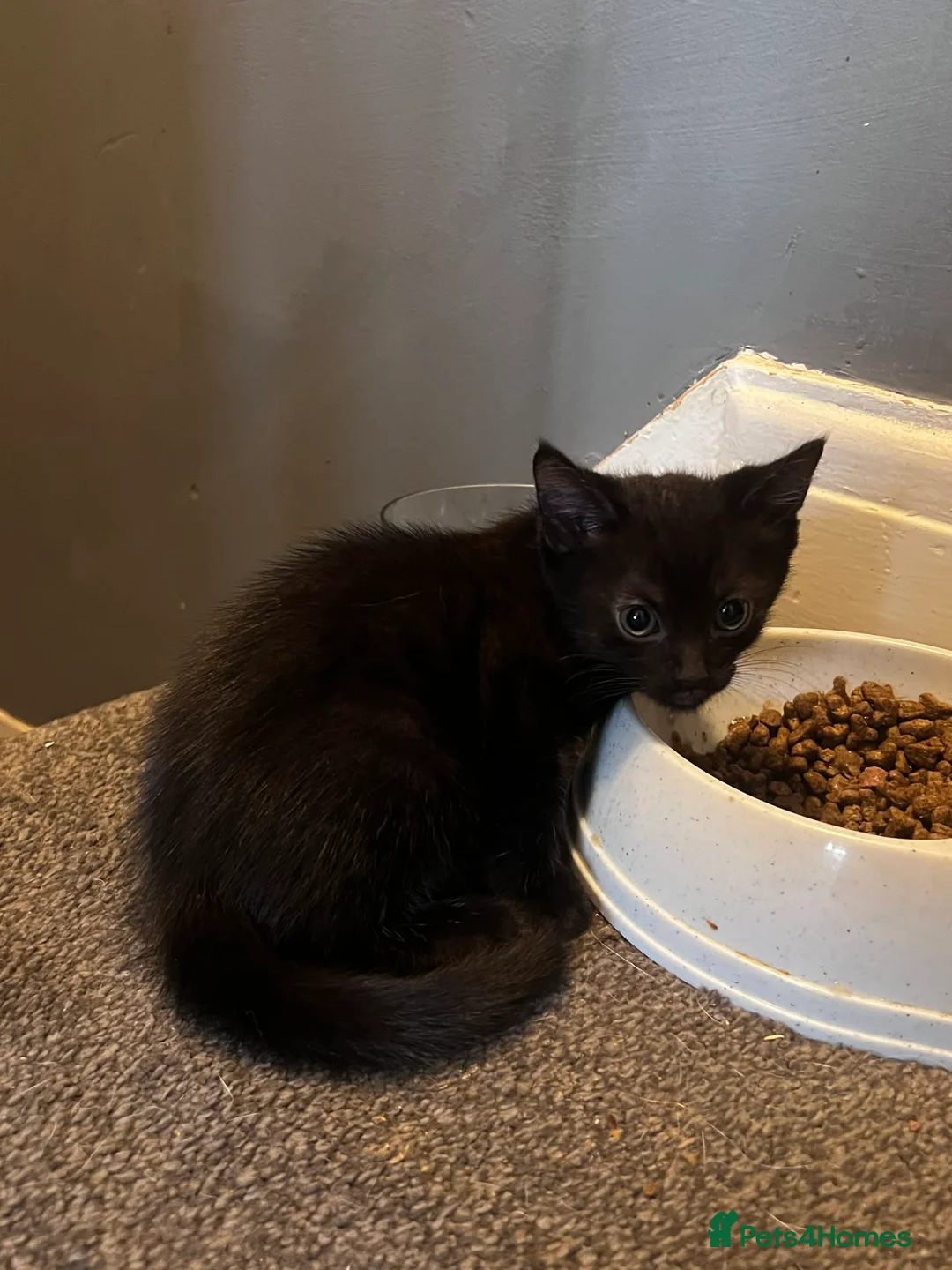 Mixed Breed cats for sale: Black kittens - Advert 2