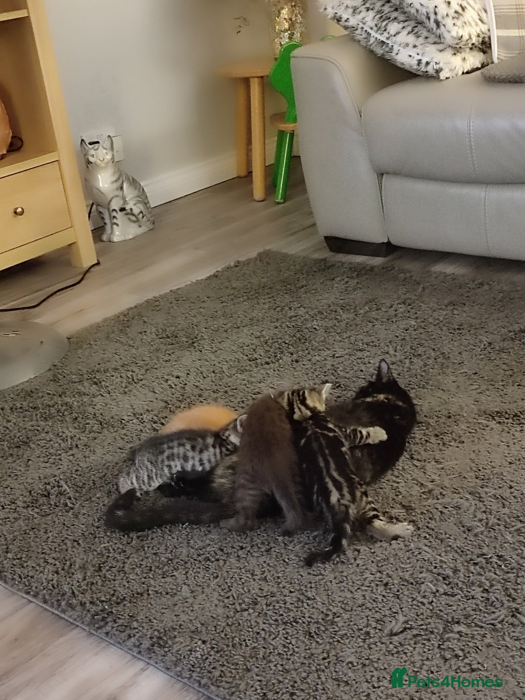Mixed Breed cats for sale: Male kitten - Image 4