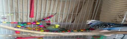 Budgerigars birds for sale: 2 mixed colour budgies for sale, with cage. in West Malling - Advert 7