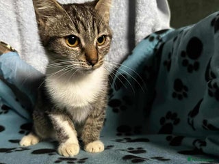 Mixed Breed cats - Advert 1