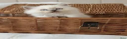 British Shorthair cats for sale: Rare colours British Kittens, ready soon.  - Advert 11