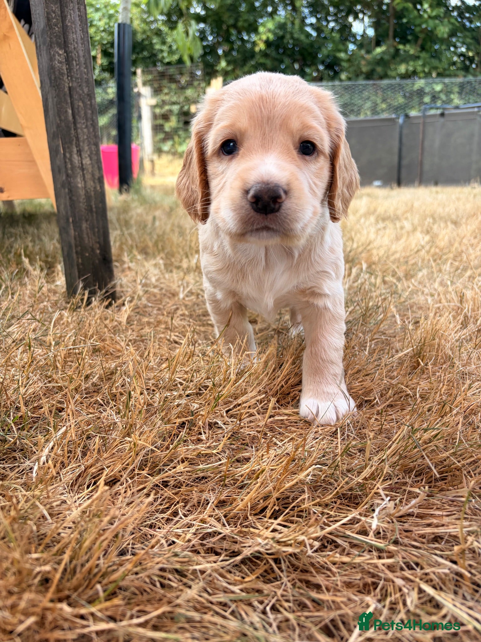 Cocker Spaniel dogs Gorgeous cocker spaniel puppies  - Advert 15