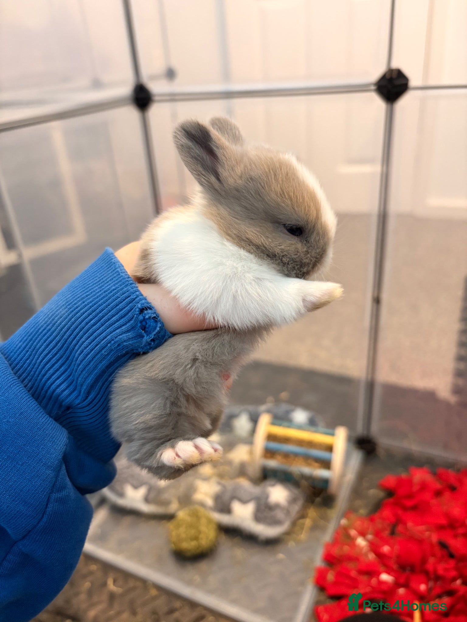 Mini Lop rabbits Mini lops (ready to go 30th June)  - Advert 6