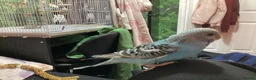 Budgerigars birds for sale: Hand-Tamed Budgerigar for sale in Oldham - Advert 16
