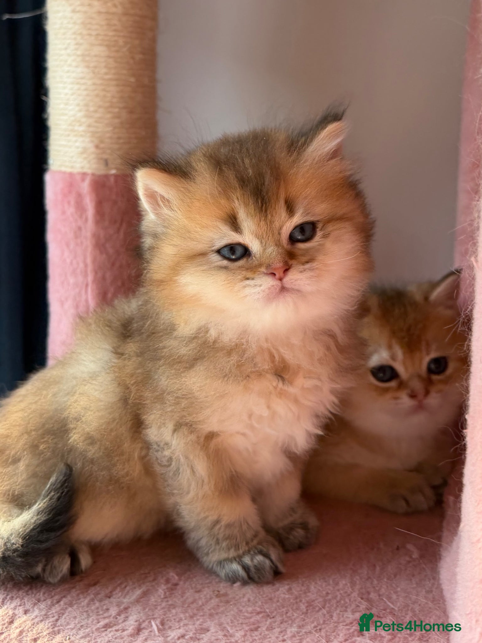 British Longhair cats Exquisite British Kittens – Golden & Colourpoint  - Advert 1