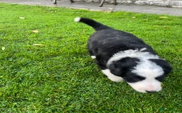 Bearded Collie dogs for sale: Six beautiful Beardie puppies for sale - Image 23