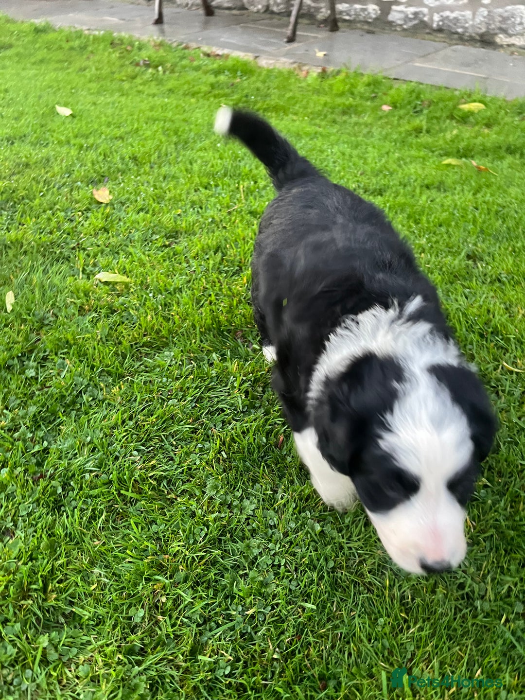 Bearded Collie dogs for sale: Six beautiful Beardie puppies for sale - Image 23