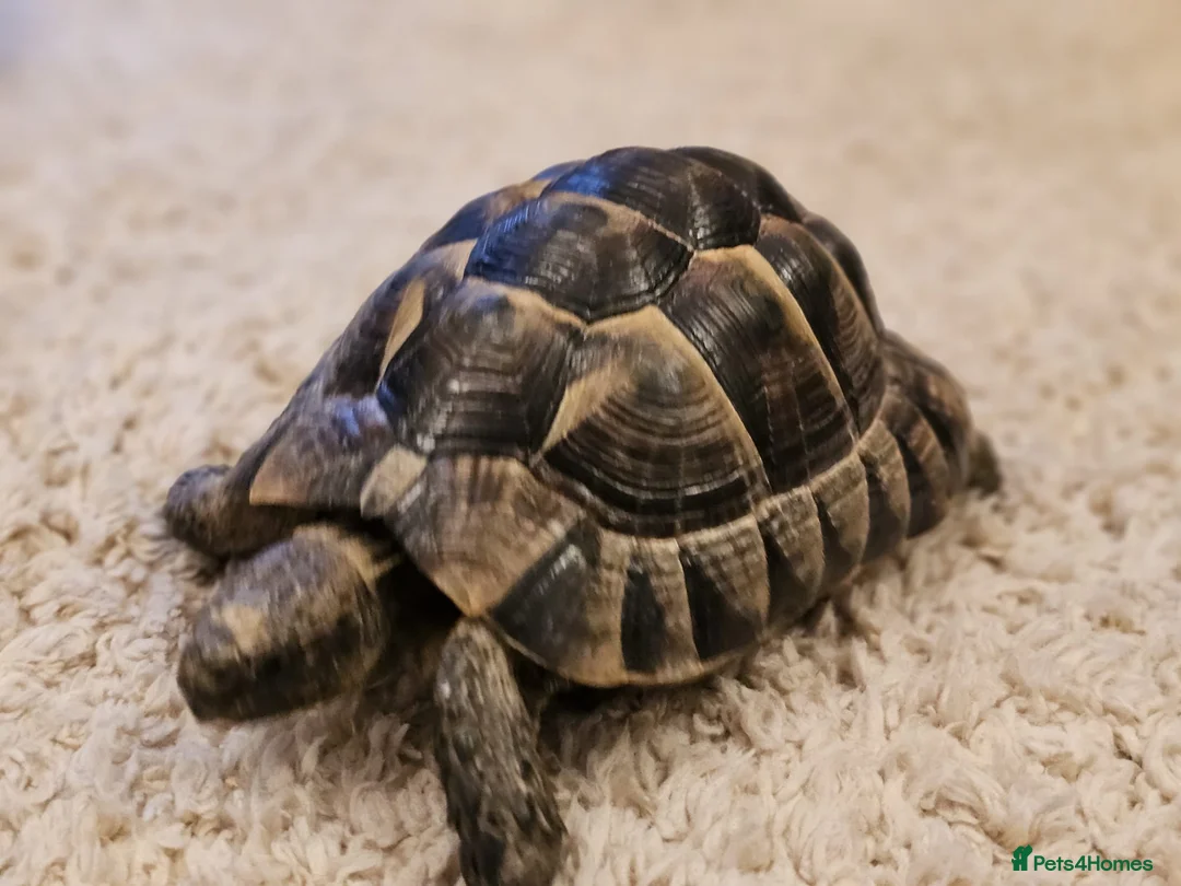 Tortoise reptiles for sale: Tortoises  - Advert 7