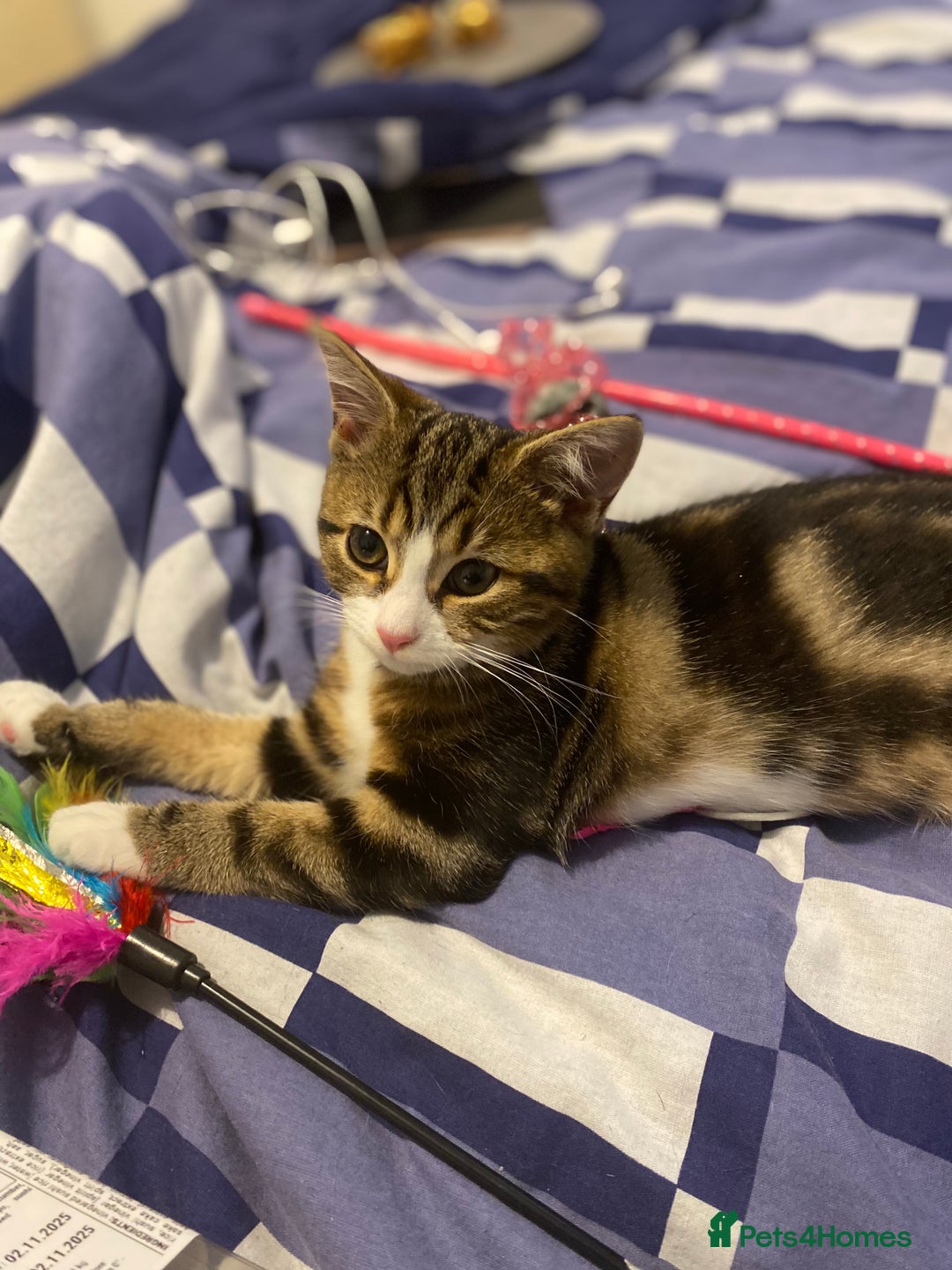 Domestic Shorthair cats for sale: 12 week old female Tabby kitten - Image 3