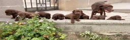 Labrador Retriever dogs for sale: ⭐️ KC Registered Chocolate Lab Puppies ⭐️ - Advert 33