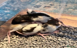 Rat rodents for sale: Dumbo Rex Rat baby pups  - Image 4