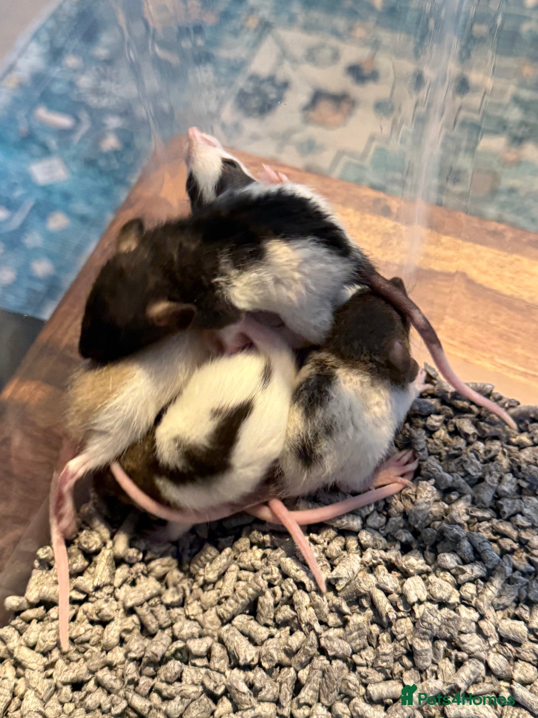 Rat rodents for sale: Dumbo Rex Rat baby pups  - Image 4