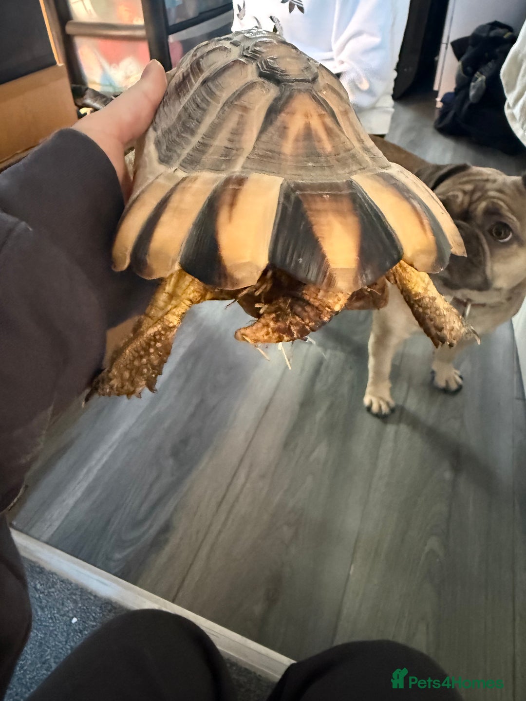Tortoise reptiles for sale: Marinated tortoise  - Advert 3