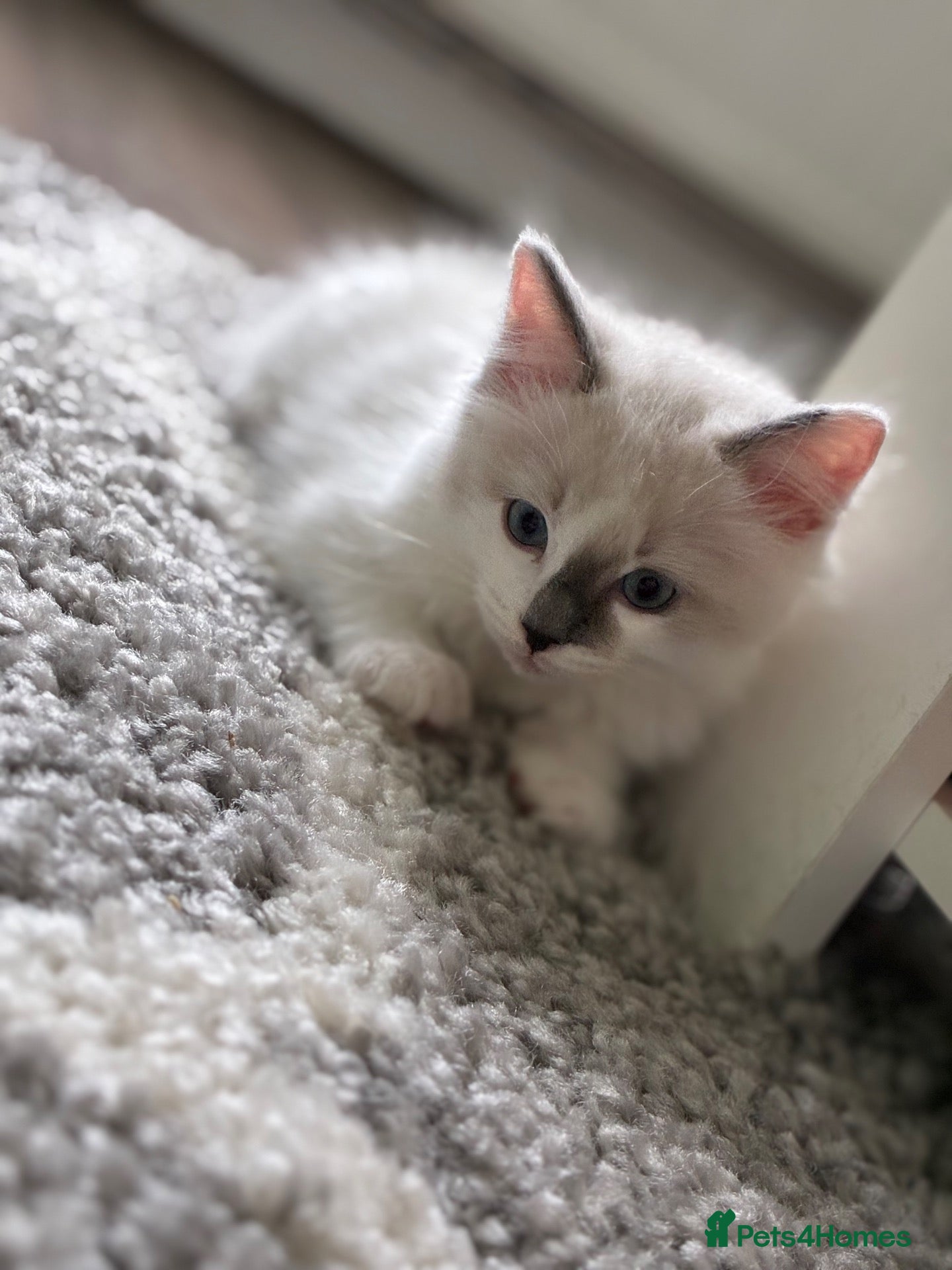 Ragdoll cats GCCF REGISTERED DNA TESTED PARENTS - Advert 1