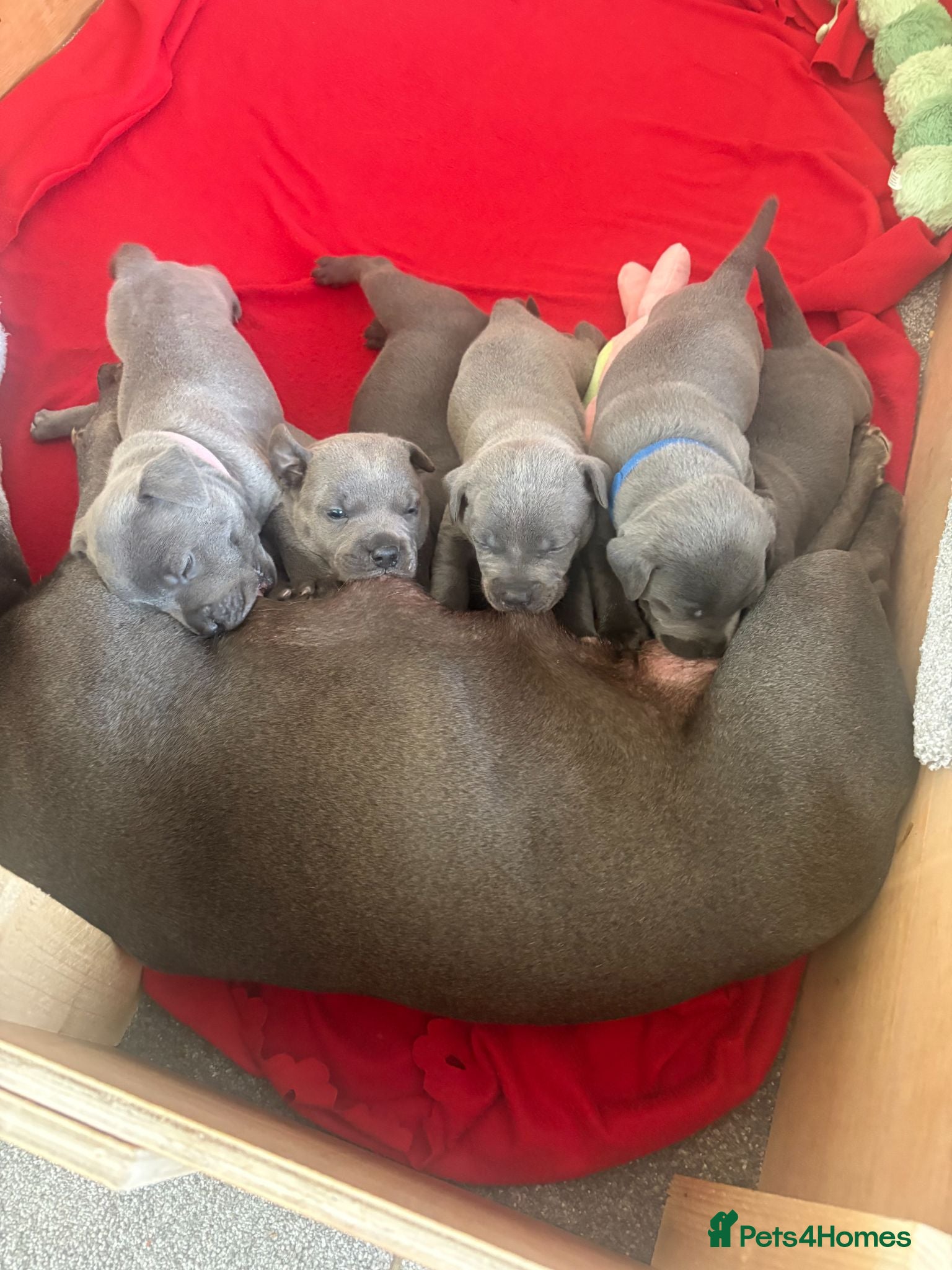 Staffordshire Bull Terrier dogs KC Registered Blue & Lilac Staffy Puppies 🐾 - Advert 12