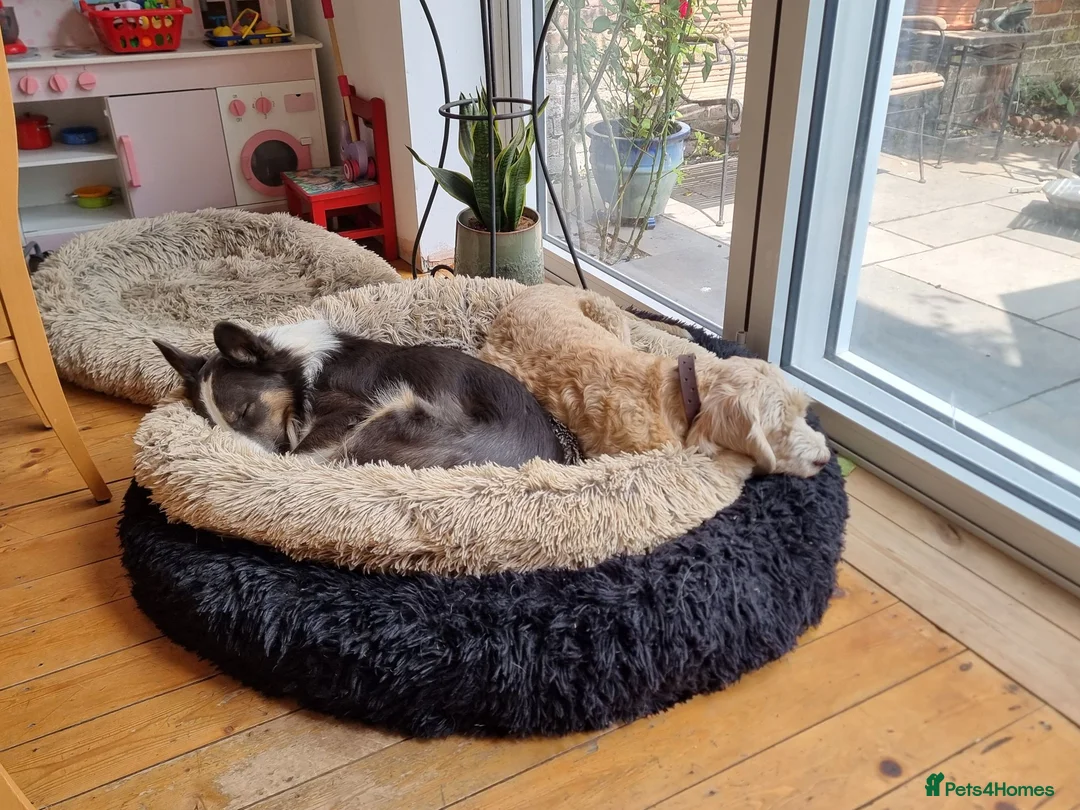 Bocker dogs for sale: Beautiful mix Cocker Spaniel Beagle X - Advert 6