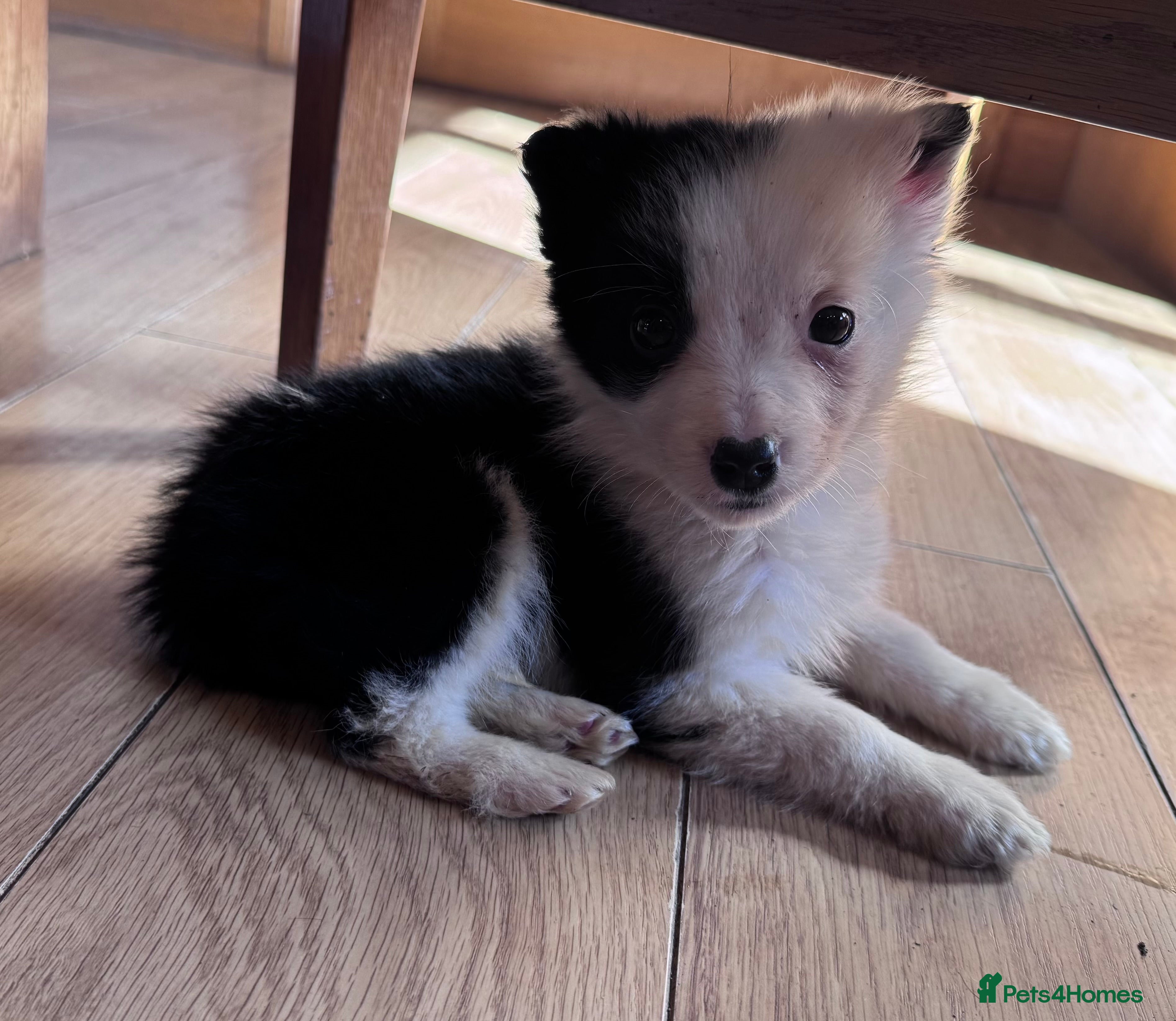 Border Collie dogs Beautiful litter of collie pups - Advert 1