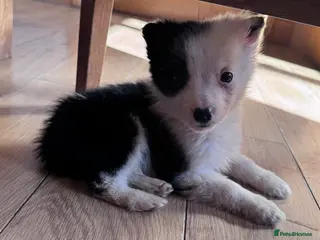 Border Collie dogs Beautiful litter of collie pups - Advert 3