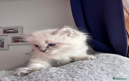 Ragdoll cats for sale: Gorgeous Ragdoll Lynx Girls!  - Image 7