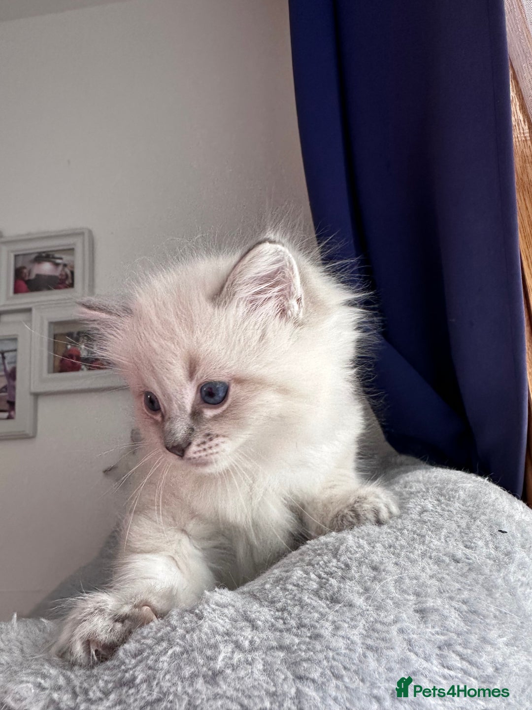 Ragdoll cats for sale: Gorgeous Ragdoll Lynx Girls!  - Image 7