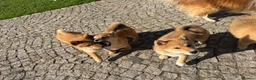 Japanese Shiba Inu dogs for sale: Shiba Inu puppies parents health tested  - Advert 10